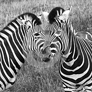 Two zebras, photographed in monochrome at Port Lympne Safari Park, Ashford, Kent UK