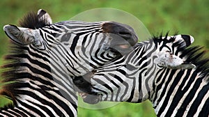 Two zebras playing with each other. Kenya. Tanzania. National Park. Serengeti. Maasai Mara.