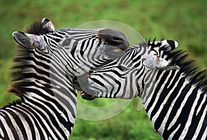 Two zebras playing with each other. Kenya. Tanzania. National Park. Serengeti. Maasai Mara.