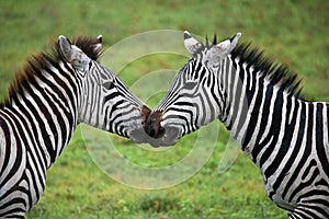 Two zebras playing with each other. Kenya. Tanzania. National Park. Serengeti. Maasai Mara.