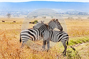 Two zebras playing with each other at South Africa