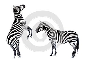 Two zebras playing.