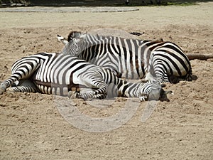 Two zebras in the zoo Germany.