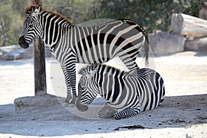 Two zebras in the safari park