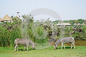 Two Zebras at Safari World