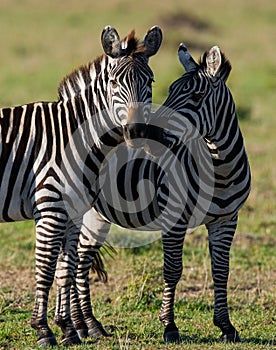 Two zebras in the savanna. Kenya. Tanzania. National Park. Serengeti. Maasai Mara.