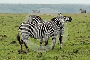 Two zebras on the savannah