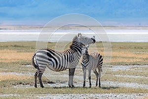 Two zebras in the savannah