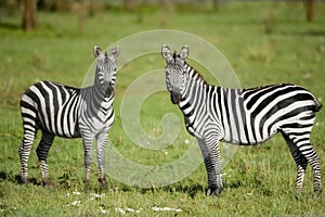 Two zebras in the Serengeti