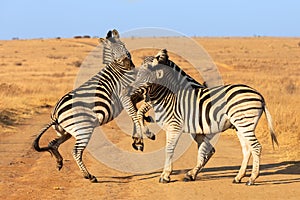 Two zebras settle each other`s differences in the savannah