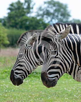 Two zebras side by side.