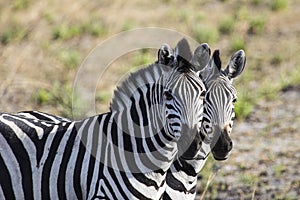 Two zebras side by side in Botswana.