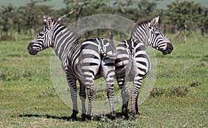 Two zebras, side-to-side photo