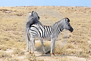 Two zebras stand next to each other closeup in savanna, safari in Etosha National Park, Namibia, Southern Africa