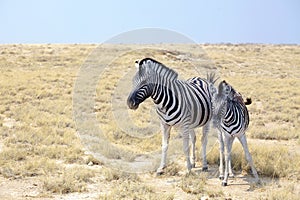 Two zebras stand next to each other closeup in savanna, safari in Etosha National Park, Namibia, Southern Africa