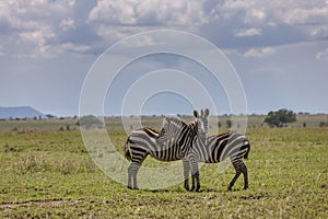 Two Zebras standing close in the Serengeti