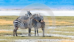 Two zebras in the Ngorongoro crater