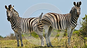 Two Zebras standing opposite each other