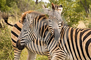 Two zebras standing with their necks crossed