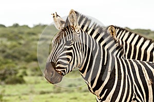Two Zebras standing together