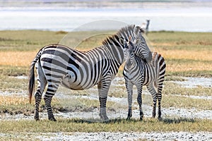Two zebras standing