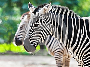 Two zebras standing up