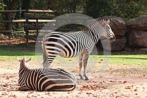 Two zebras standing in zoo in nuremberg