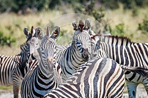 Two Zebras starring at the camera.