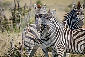 Two Zebras starring at the camera.