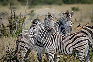 Two Zebras starring at the camera.