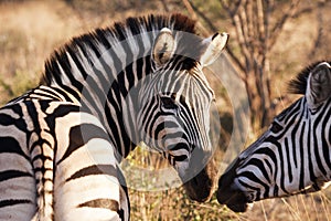Two Zebras Touching Noses photo