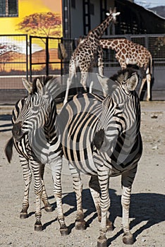 Two zebras and two giraffes
