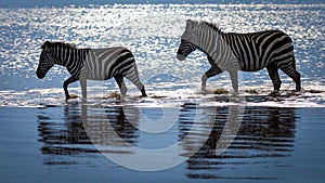 Two zebras walking through water in Amboseli Kenya