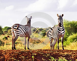 Two zebras are in the wildlife reserve on the natural sky, grass, trees background. Outdoor. Kenya, Africa. Copy space.