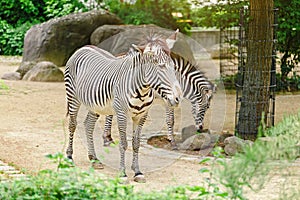 Two zebras in Zoo
