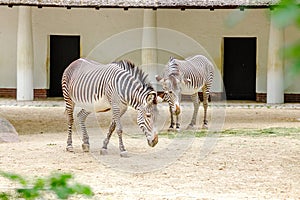 Two zebras in Zoo