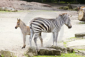 Two zebras in the zoo