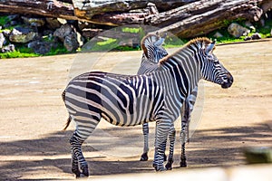 Two zebras in the zoo aviary