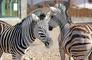 Two zebras in the zoo of the city of Minsk