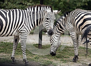 Two zebras at the zoo