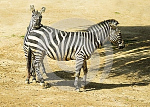 Two zebras in zoo in Germany