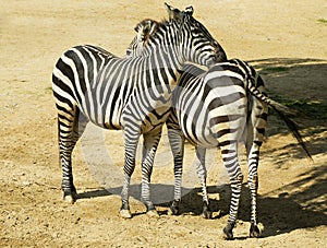 Two zebras in zoo in Germany