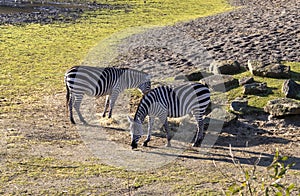 Two zebras in a zoo