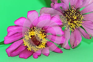 Two zinnia pink flower in green background. Pink zinnia flowers on a green background. Zinnia, known as youth-and-age, common or e