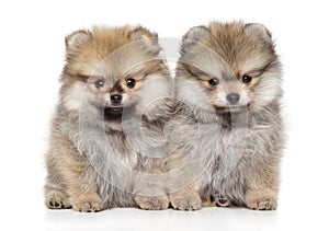 Two Zwerg Spitz puppies on a white background