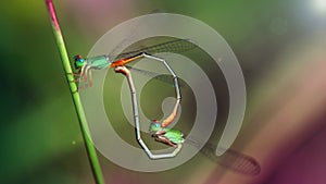 two green colorful damselfly mating, macro photography of this small gracious Odonata. nature scene  photo