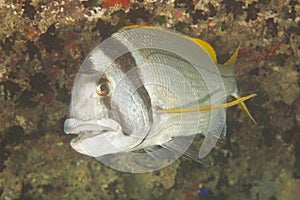Twobar seabream on coral reef