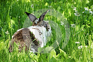 Twocollored rabbit with long ears in long grass