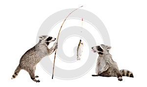 Twofunny raccoons with a trout caught on a fishing rod