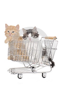 Twolittle kitten in shopping basket